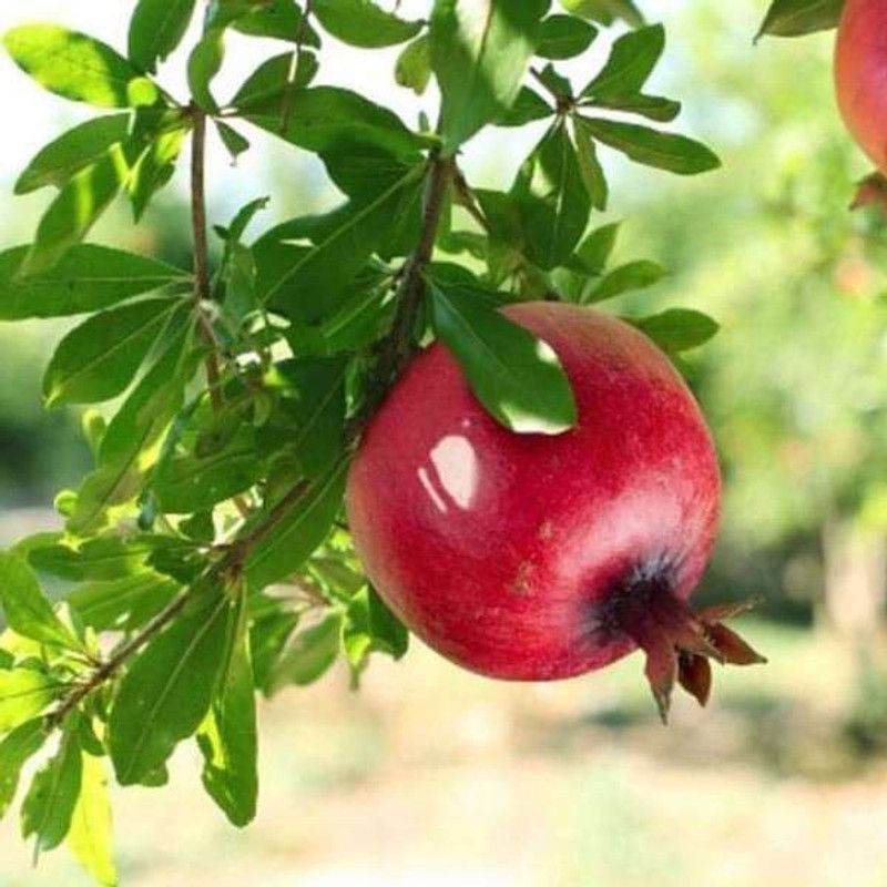 Paudha pomegranate (Anaar) Seed  (41 per packet)