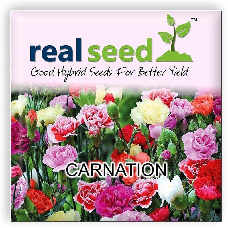 CYBEXIS Seeds For Garden :Carnation Gaint Chaubad Seed  (50 per packet)