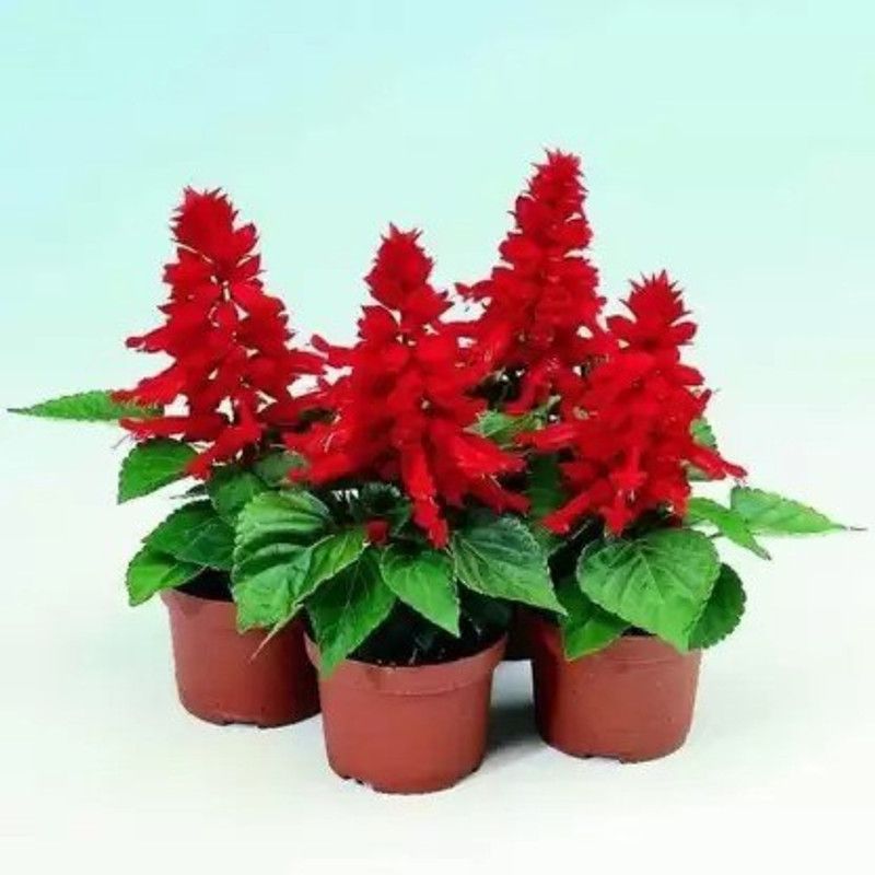 Aro Salvia Seed  (75 per packet)