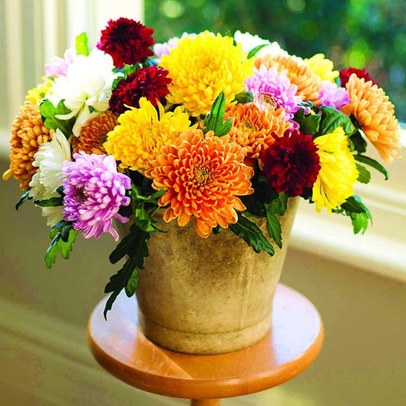 CYBEXIS Chrysanthemum Imp Collection - Hybrid Seeds Seed  (25 per packet)