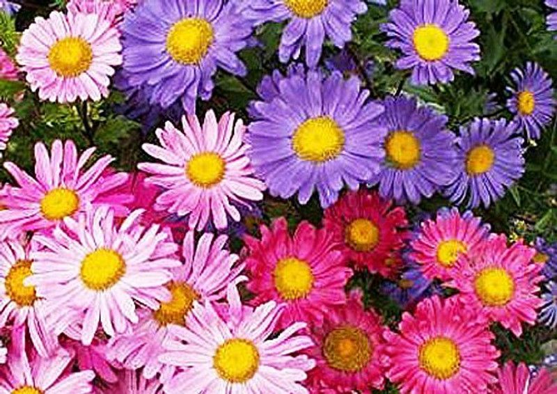 Mozette Exotic aster Seed  (31 per packet)