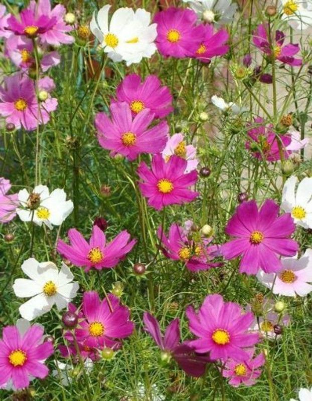 XOLDA Exotic comos Seed  (33 per packet)