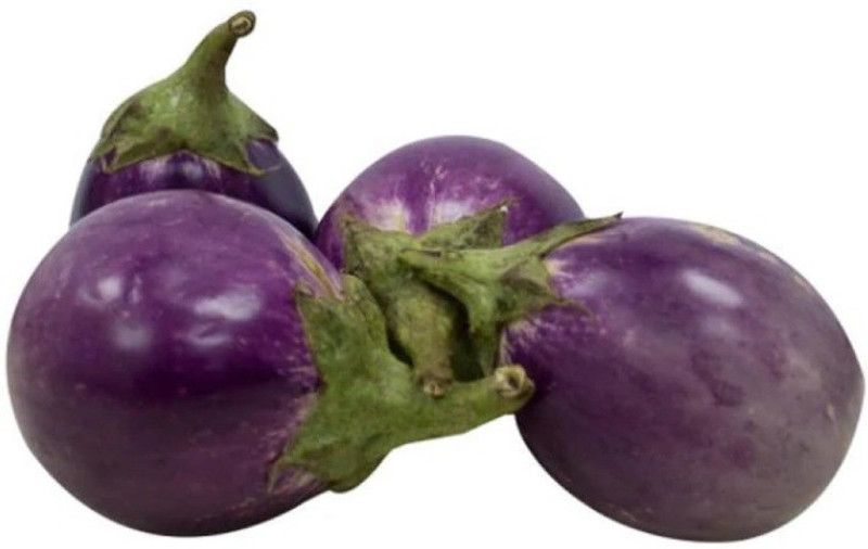 UGRA BRINJAL SEEDS PURPLE ROUND Seed  (100 per packet)