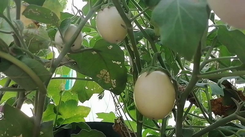 Mozette Brinjal Seed  (17 per packet)