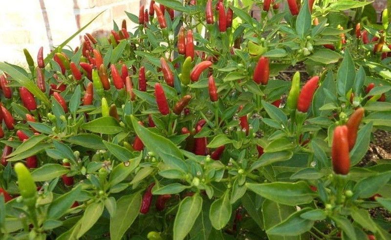 VibeX ® VMR-218 Prik Ki Nu Hot Chilli Seeds Seed  (200 per packet)