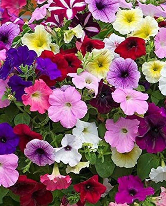 ario Petunia Garden Mixed Flower Seed  (28 per packet)