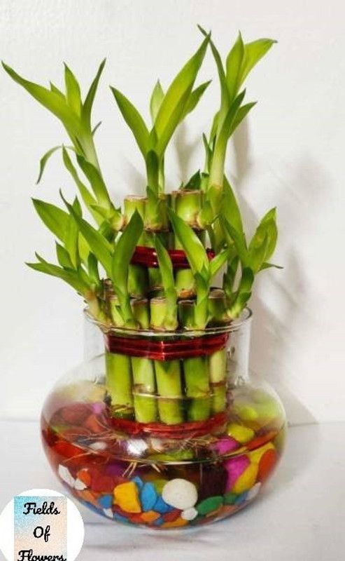 Fields Of Flowers Two Layer Bamboo Plant  (Hybrid, Pack of 1)
