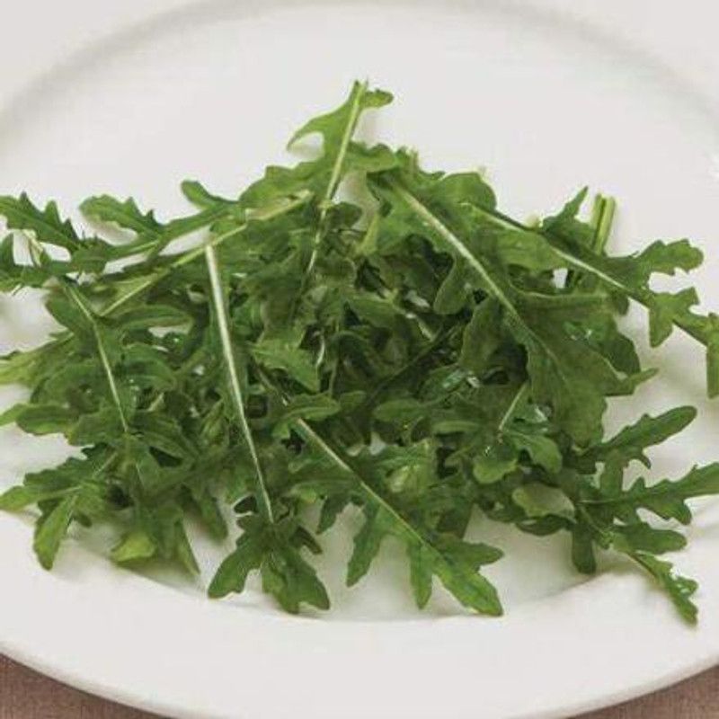 VibeX ® LXI-187 Arugula Bellezia (Green) Seed  (500 per packet)
