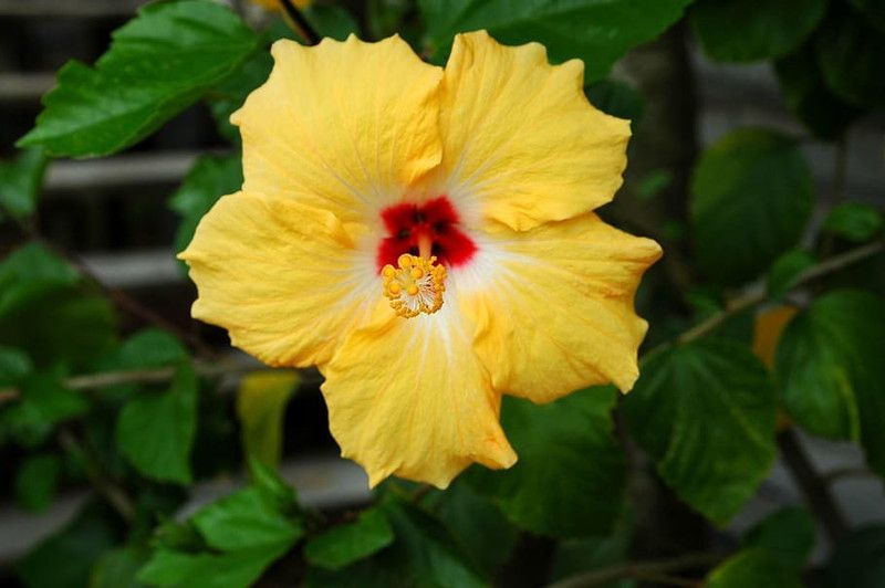 MAMA VAGNA PLANT BAZAR Hibiscus Plant  (Hybrid, Pack of 1)