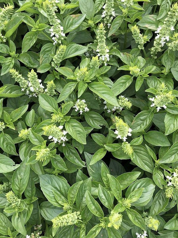VibeX ® VMR-58 Organic Lime Basil Seeds Seed  (1000 per packet)