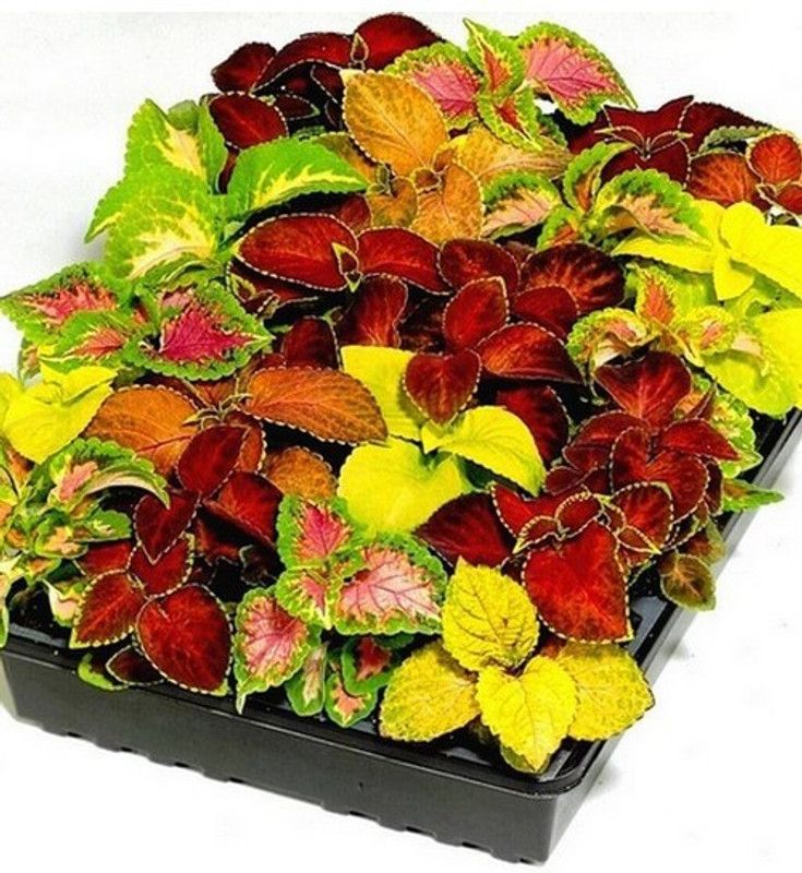 Nodoc Coleous Rainbow Mix Seed  (10 per packet)