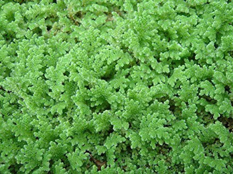 ibains lemna minor seeds Seed  (560 per packet)