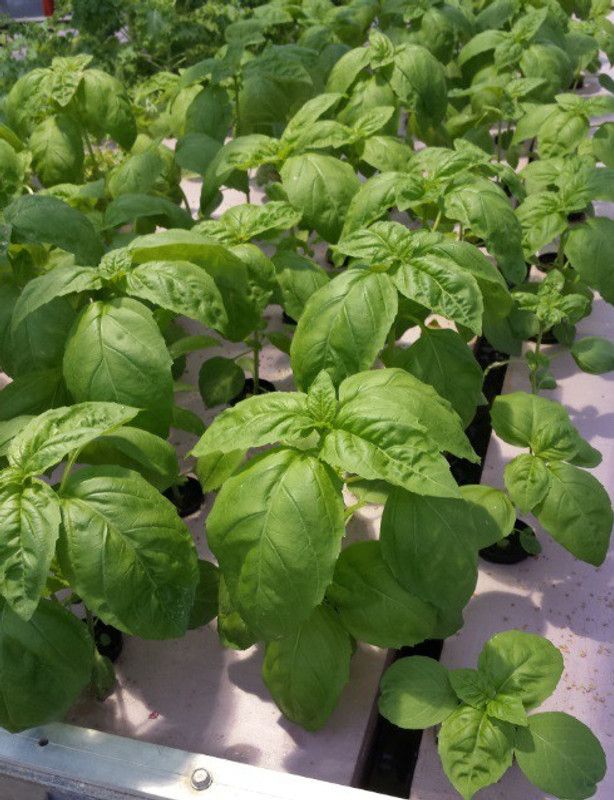 VibeX ® VXI-12 Basil Nufar Ocimum basilicum Seed  (1000 per packet)