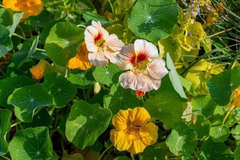 XOLDA Nasturtium FLower Seed  (26 per packet)