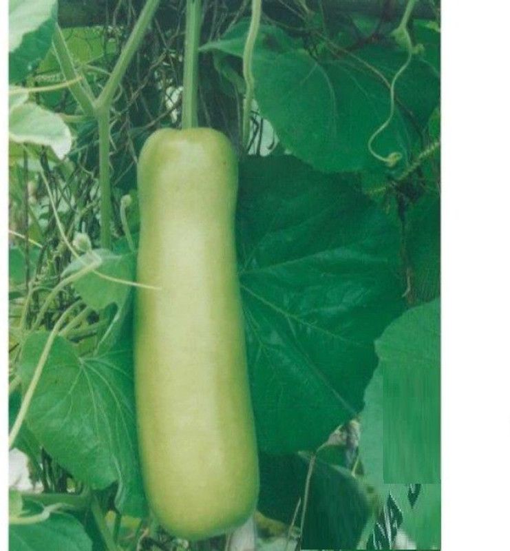 UGRA Gourd Seeds - Nam Tao Yao Seed  (80 per packet)