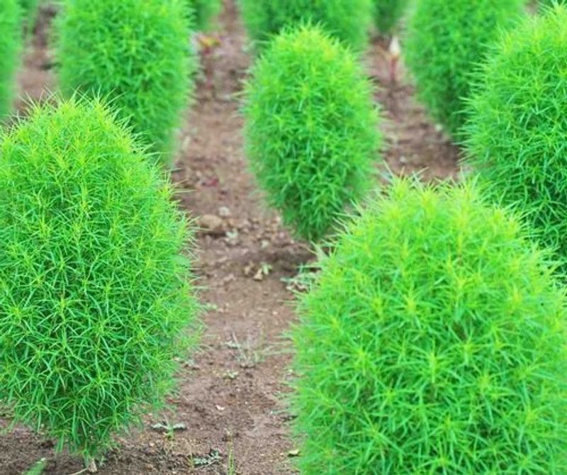 XOLDA Hybrid Kochia Seed  (180 per packet)