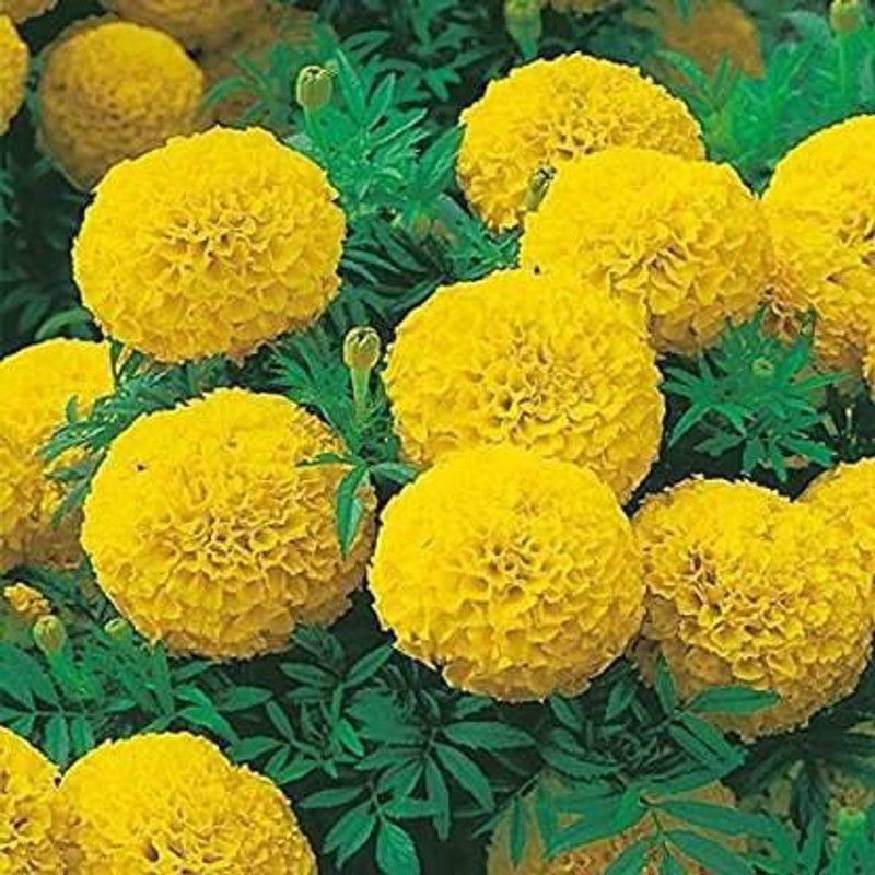 MKR Enterprises Genda Seed  (350 per packet)