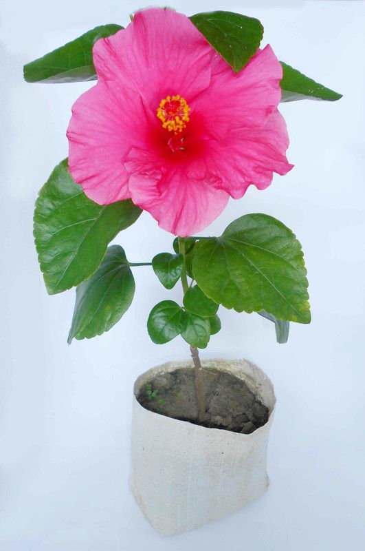 K.K.Enterprise Hibiscus Plant  (Hybrid, Pack of 1)