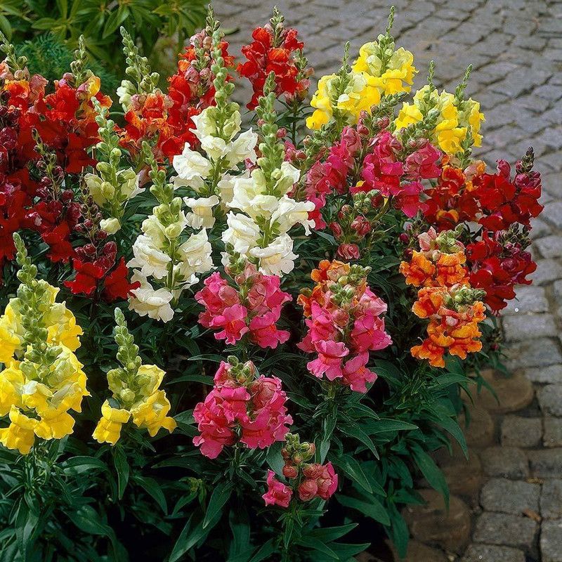 Nodoc Antirrhinum Seed  (25 per packet)