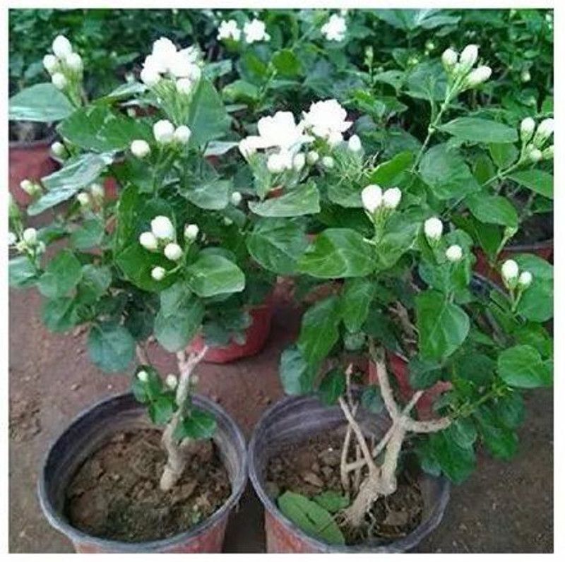 sealok Jasmine Plant  (Pack of 2)