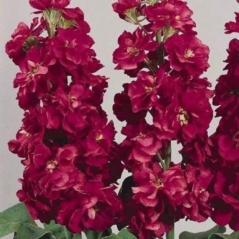 VibeX PUAS-59-Stock Crimson Flower Seeds (Matthiola Incana Ten Week Crimson) Seed  (25 per packet)