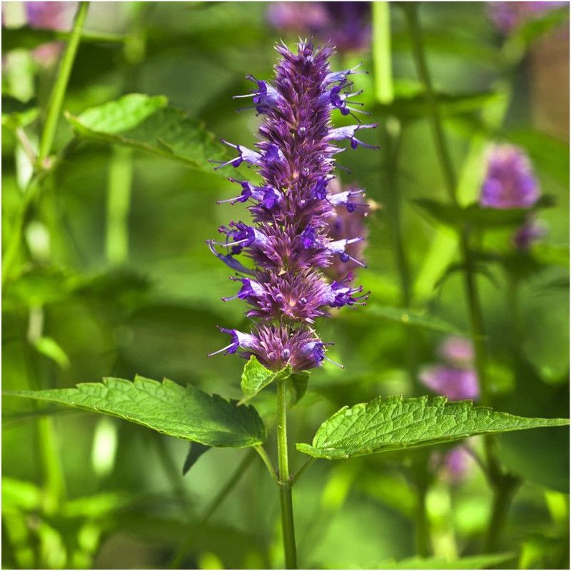 VibeX KGF -3 - Lemon Mint - (150 Seeds) Seed  (150 per packet)