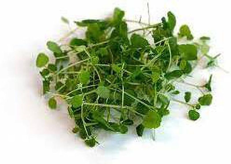 Nodoc Organic water cress herb Seed  (19 per packet)