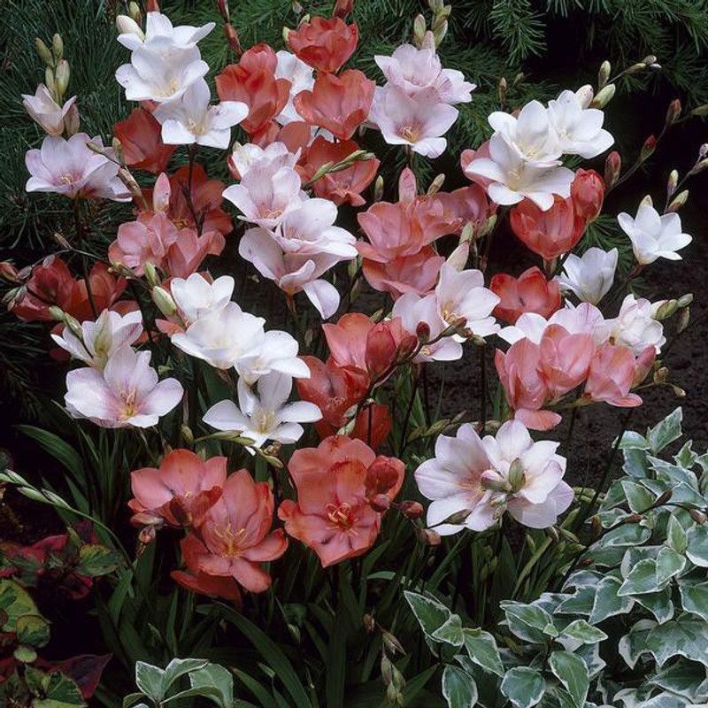 Audbhidhi Tritonia Seed  (5 per packet)