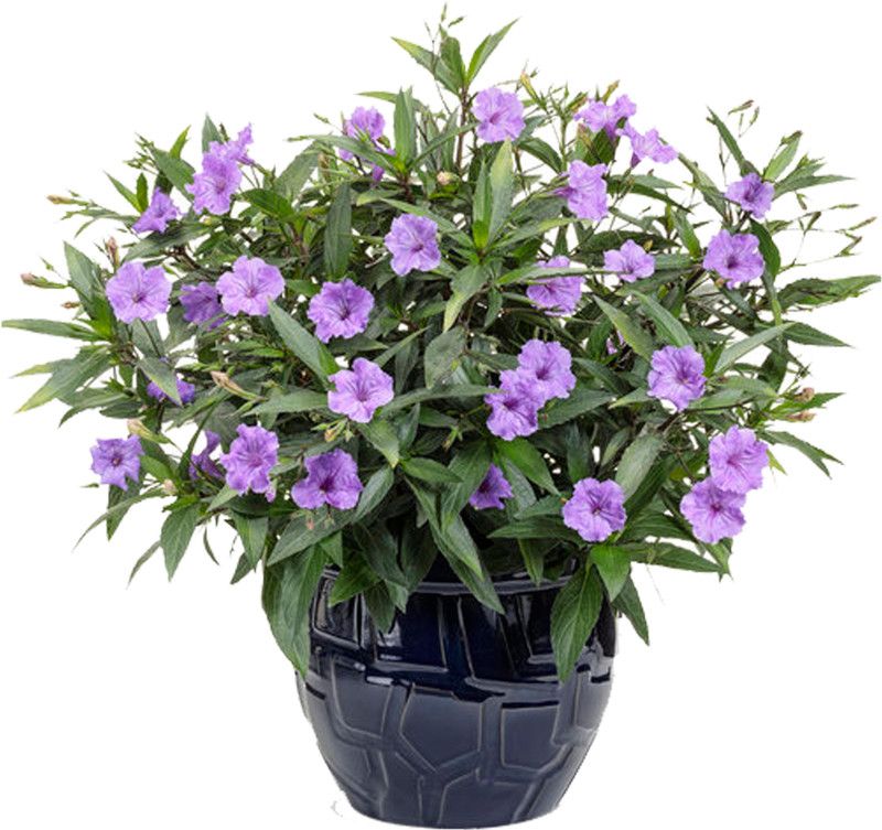 go4plants Aparajita/ Butterfly Pea Plant  (Hybrid, Pack of 1)