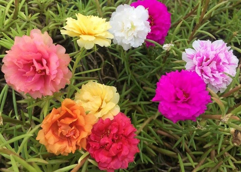 XOLDA Exotic Portulaca Mix Seed  (67 per packet)