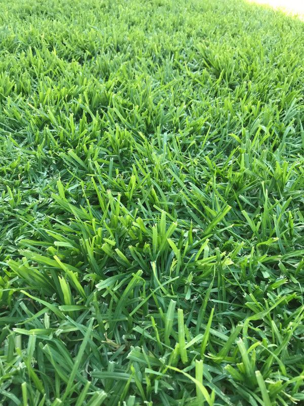 PLANTZON Lawn Grass Seed  (31 per packet)
