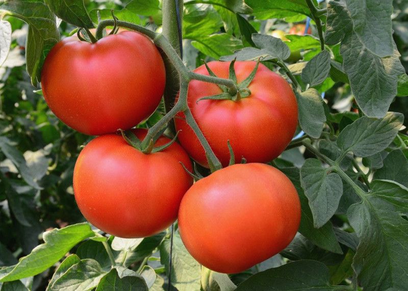Raunak Tomato Hybrid Seeds( 440Seeds ) Seed  (440 per packet)