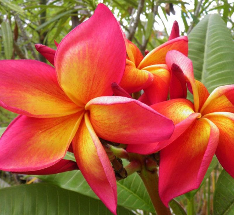 Heaven Of Saplings Plumeria Plant  (Hybrid, Pack of 1)