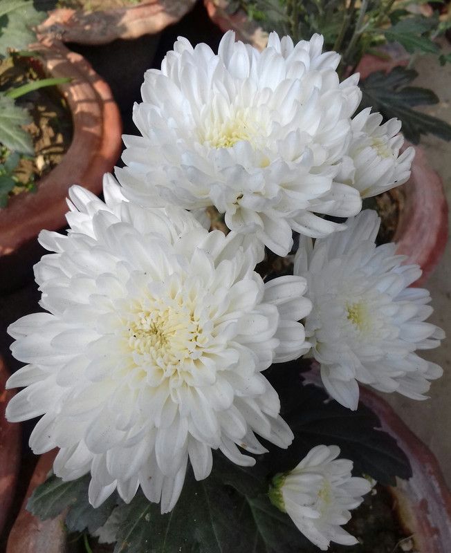 PB HONEY PRIYA PLNTS White Money Plant  (Hybrid, Pack of 1)