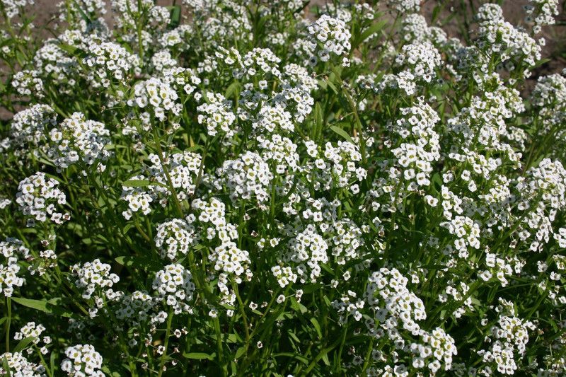 XOLDA Alyssum White Seed  (44 per packet)