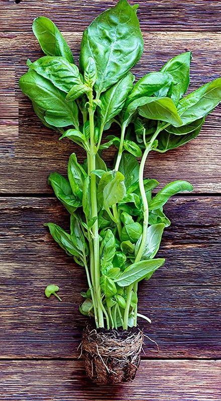 VibeX ® XXL-96 Basil Genovese Ocimum Basilicum Seed  (1000 per packet)