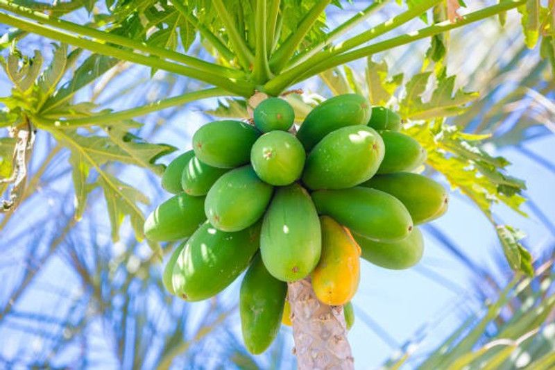 Splorias Papaya hybrid Seed  (45 per packet)