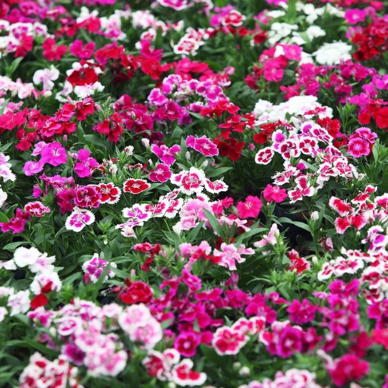 XOLDA Hybrid Dianthus Seed  (74 per packet)