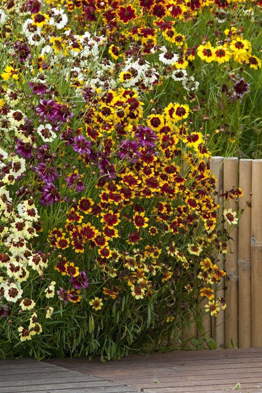 Nodoc Coreopsis Seed  (40 per packet)