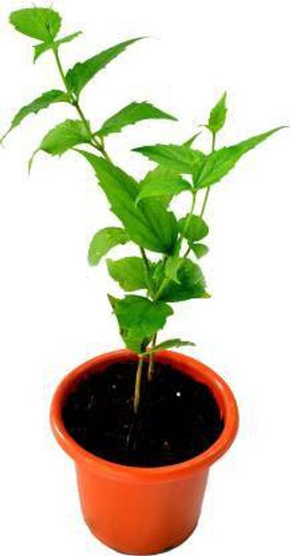 forevergreen Jasmine Plant  (Pack of 1)