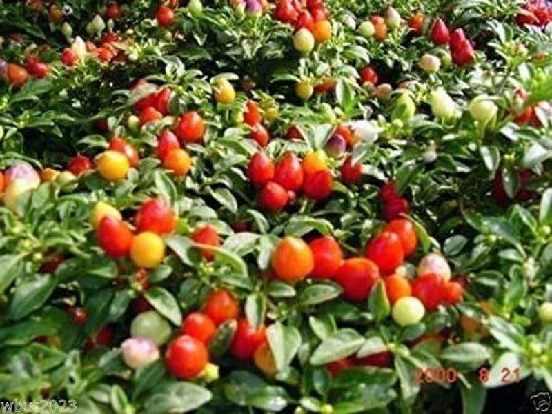 WILLVINE ATS-839 FIRE,AKA Edible Ornamental Pepper Chilli Seed  (200 per packet)
