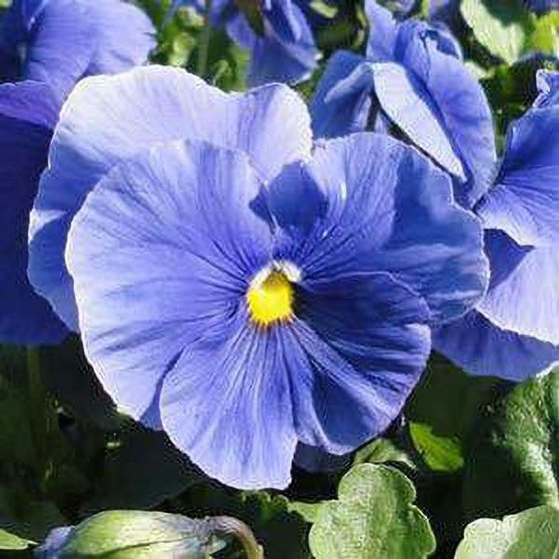 CYBEXIS F1 PANSY PURE BLUE FLOWER SEEDS Seed  (50 per packet)