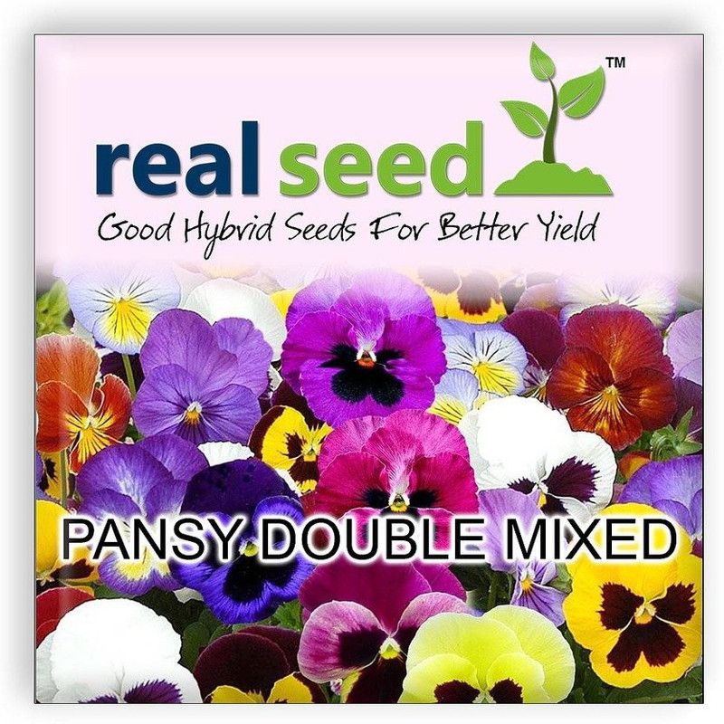 CYBEXIS Pansy Double Mixed Hybrid Imported Flower Seeds Seed  (1 g)