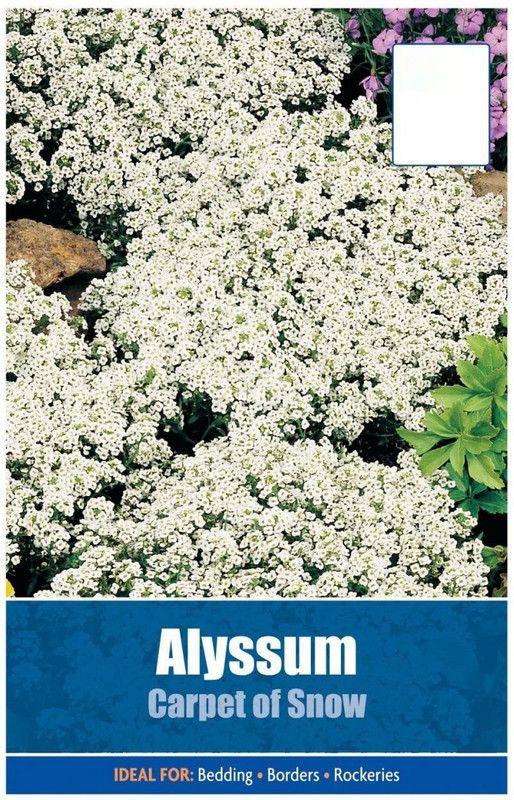 CYBEXIS Secret Garden Alyssum Seeds Seed  (50 per packet)