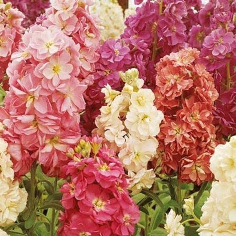 KANAYA Stock Matthiola F1 Hyybrid Flower Seed  (40 per packet)