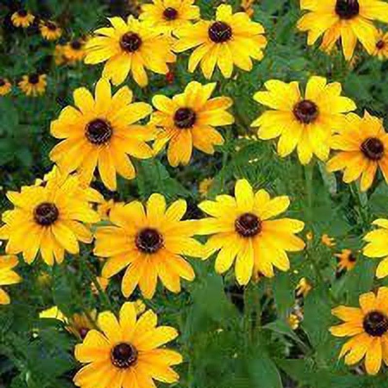 KANAYA Sunflower Mix Color Flower Seed  (26 per packet)