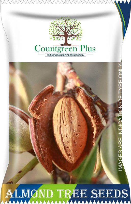 Countgreen Plus Almond Tree Seeds Badam Seeds Pack Of 5 Seeds Seed  (5 per packet)