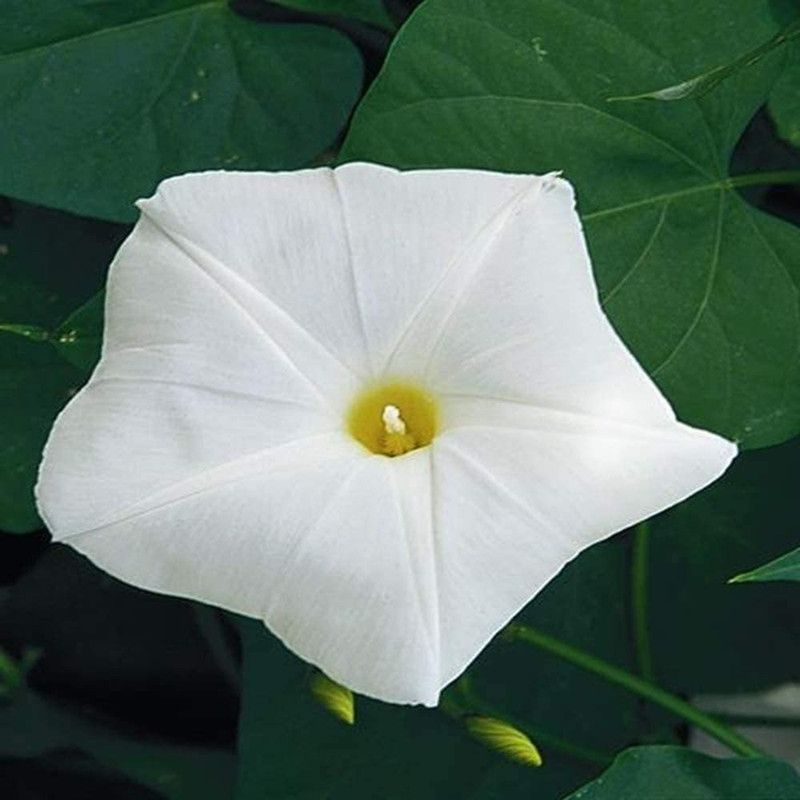 CYBEXIS Morning Glory Pearly Gates Seeds Seed  (1 g)