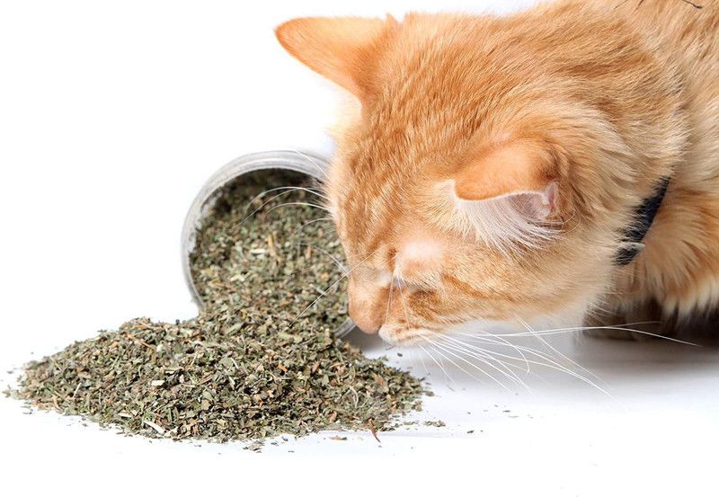 WILLVINE NBIR-3 Catnip Seeds for Planting Seed  (2000 per packet)