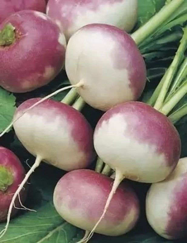 MAA Turnip, Shalajam Seed  (53 per packet)